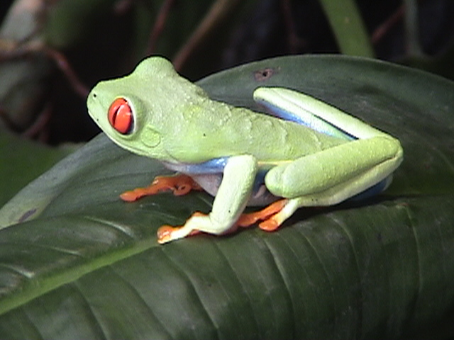 Costa Rica 031.jpg